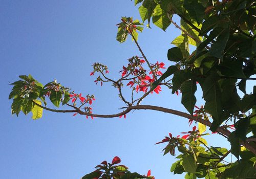 photograph captures a portion of a branch with blossoms reaching towards the sky